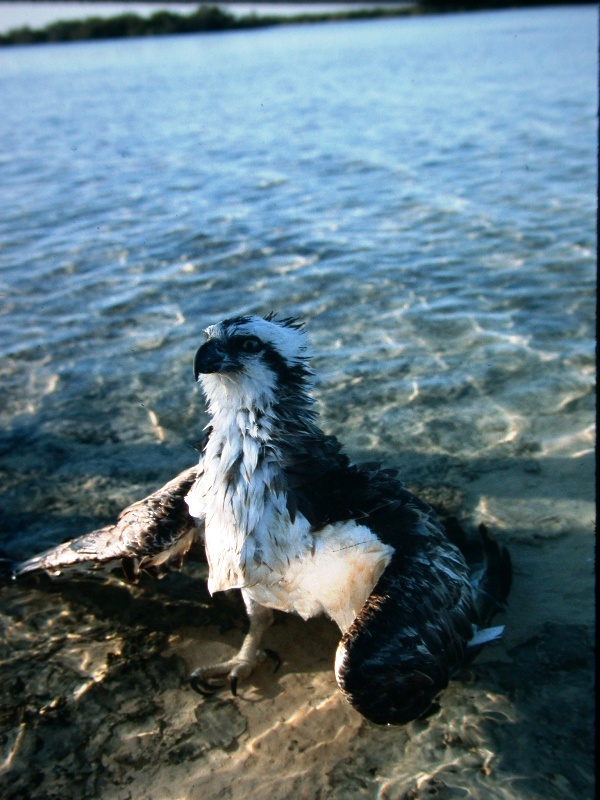 Falco pescatore
